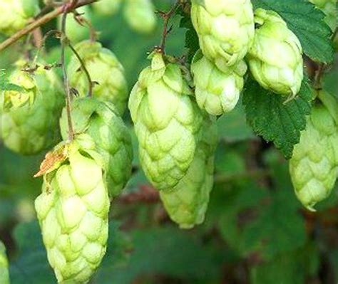  Humulus Lupulus - Piwo i Ekstrakty dla Zdrowia?